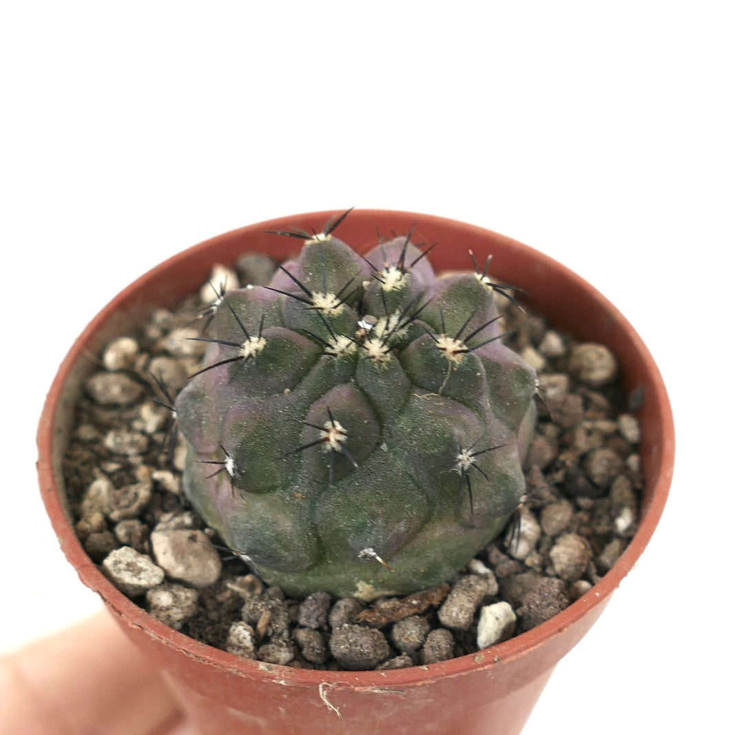 Copiapoa cinerea small round cactus with short black spines and textured gray-green surface
