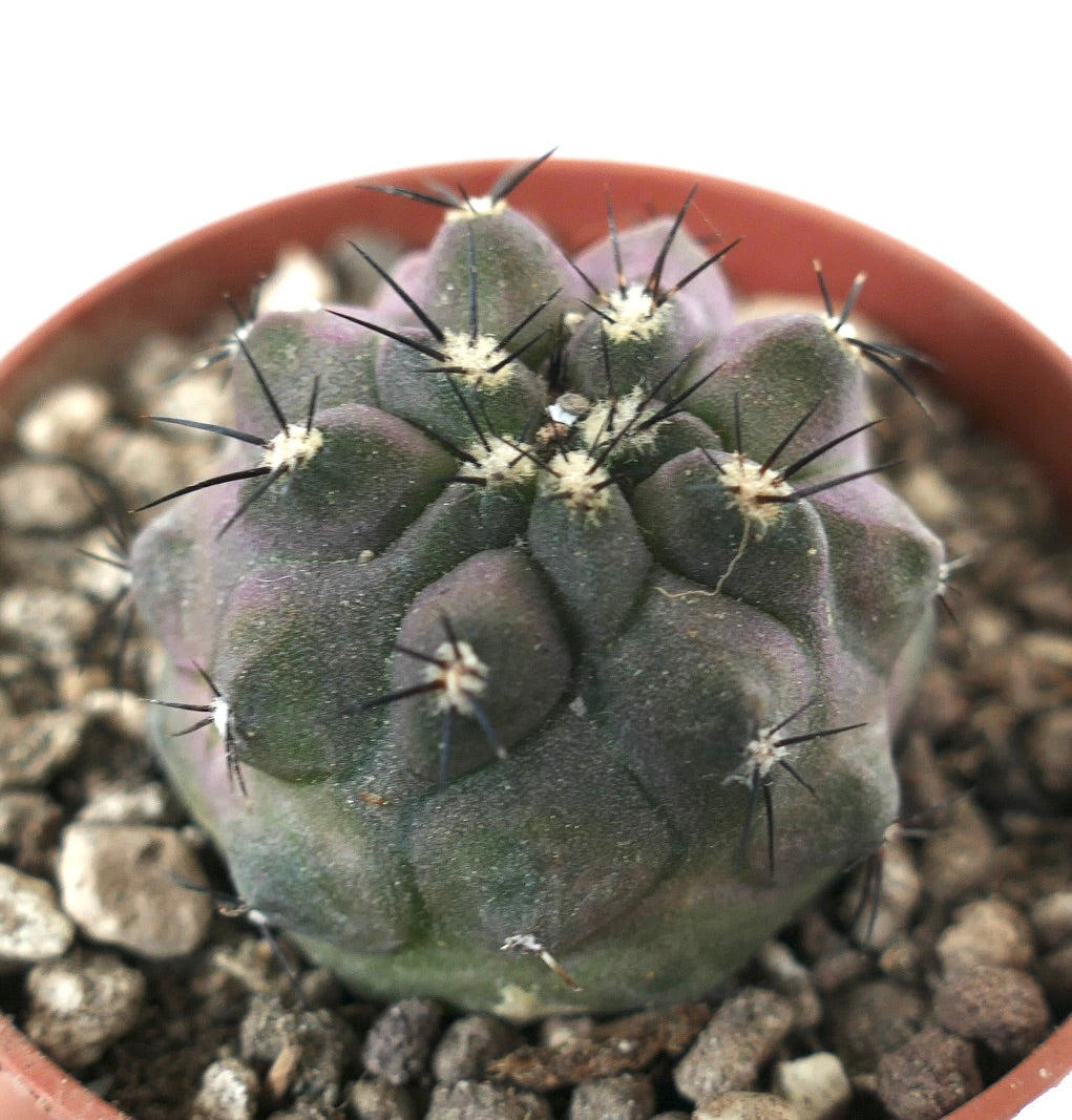 Copiapoa cinerea succulent cactus with short black spines and rounded gray-green tubercles in pot