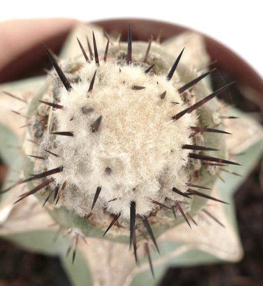 Copiapoa cinerea SNOW