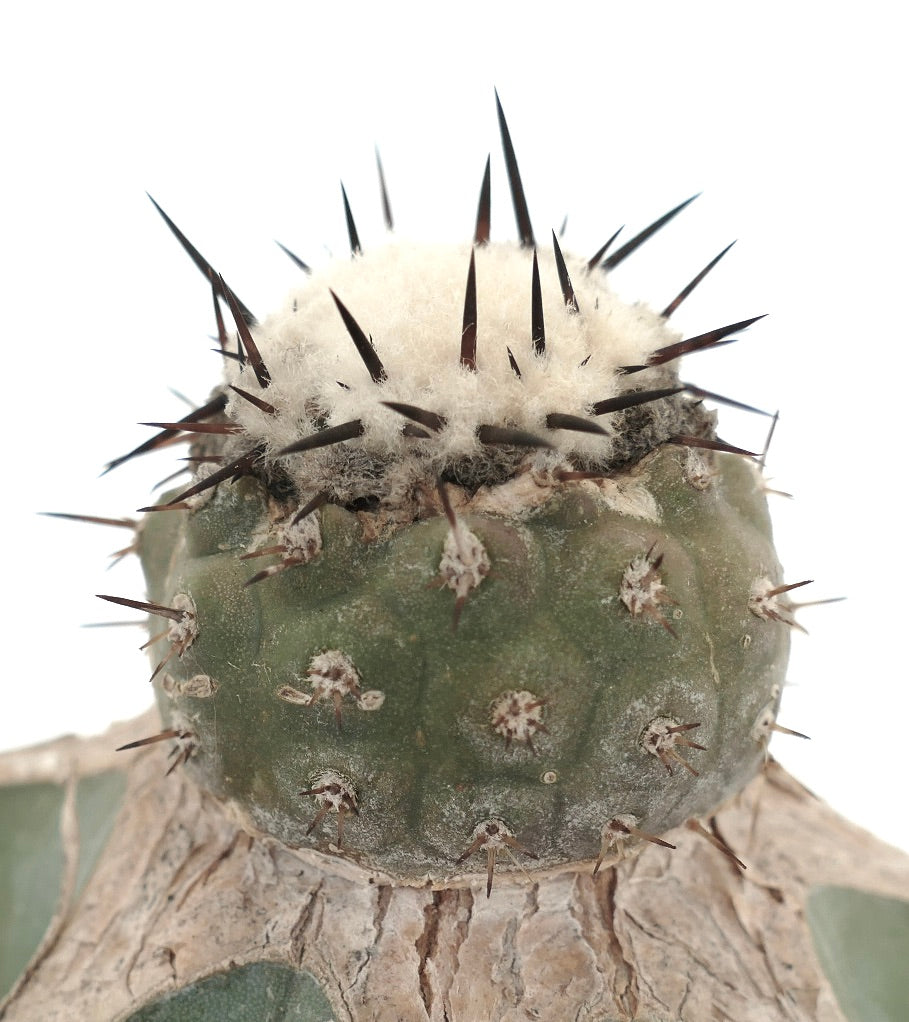 Copiapoa cinerea SNOW