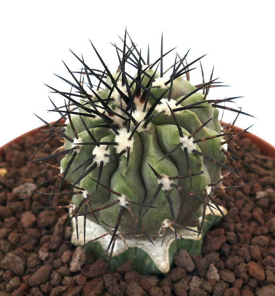 コピアポア・シネレア | Botanical Archive | 希少な砂漠の美しさ