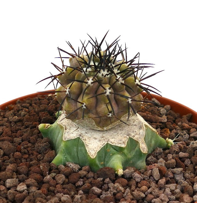 Copiapoa cinerea | Botanical Archive | Rare Succulent Find