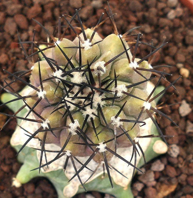 Copiapoa cinerea rare succulent cactus with strong black spines and woolly areoles