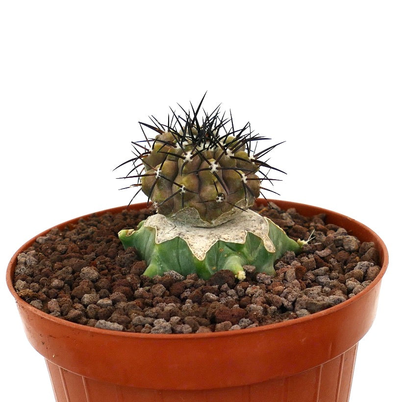 Copiapoa cinerea rare cactus with strong black spines and textured green base in pot
