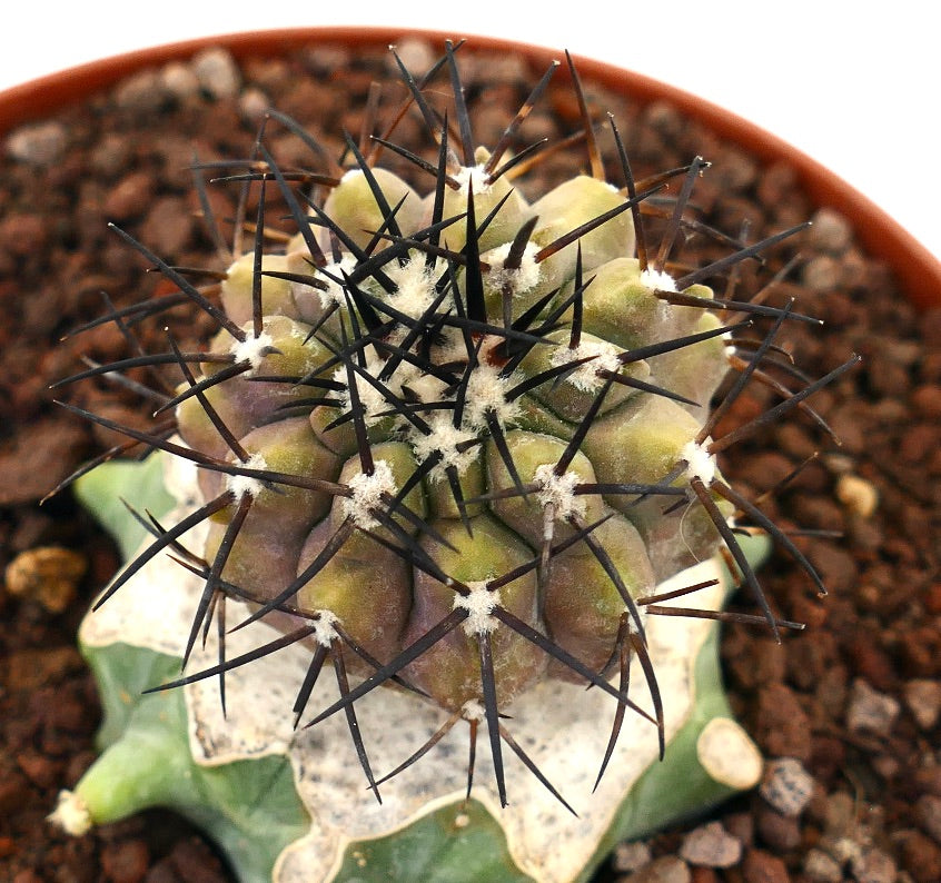 Copiapoa cinerea rare cactus with strong black spines and textured green body in pot