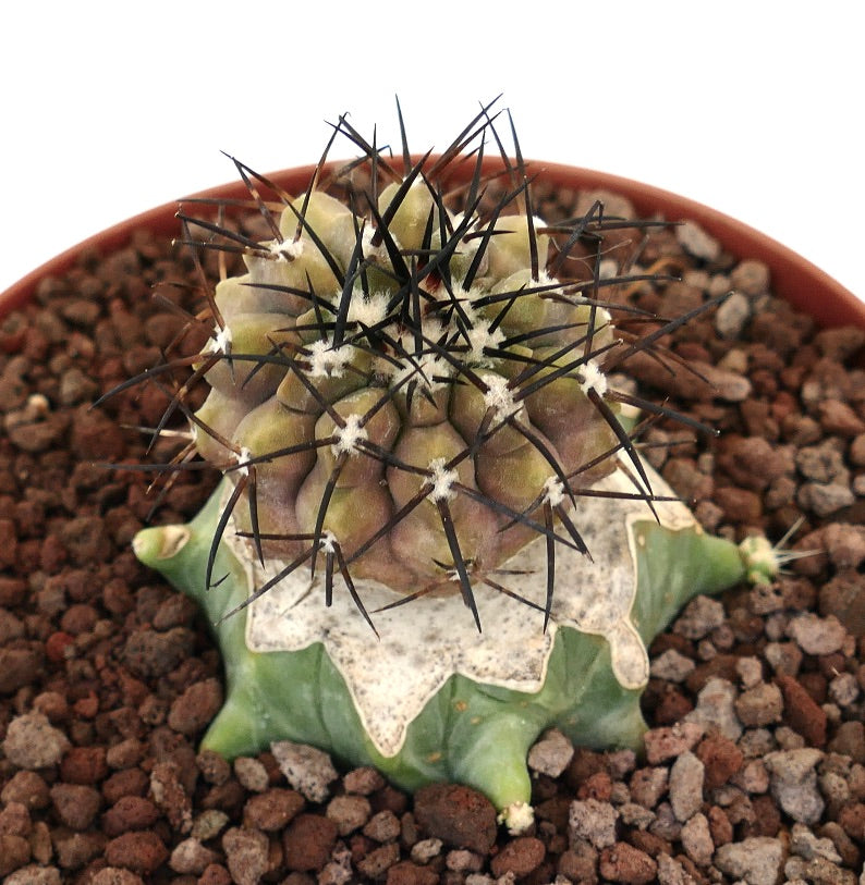 Copiapoa cinerea rare cactus with thick black spines and textured green base