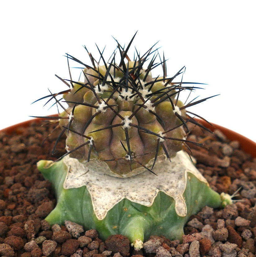Copiapoa cinerea rare cactus with strong black spines and textured green base grafted specimen