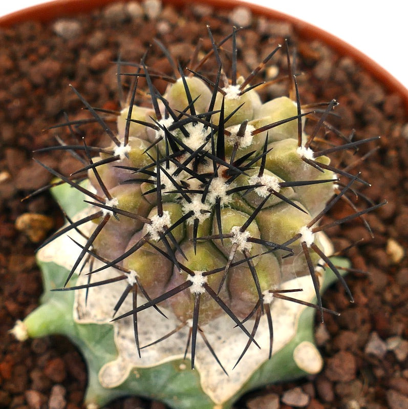Copiapoa cinerea rare succulent cactus with strong black spines and textured body