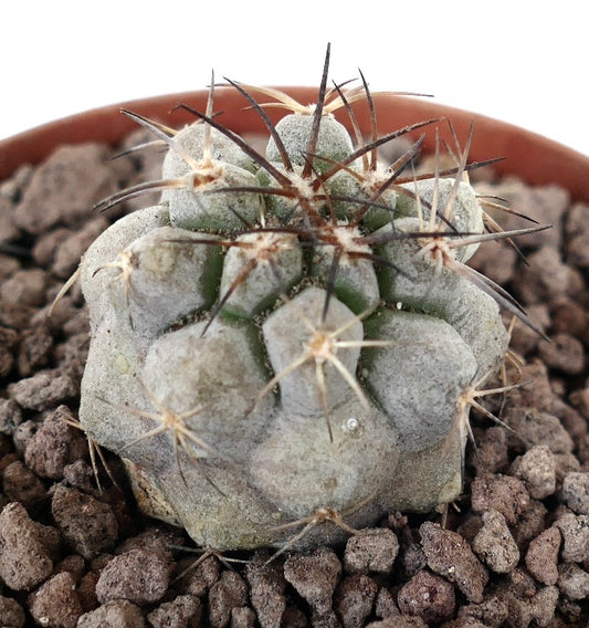 Copiapoa cinerea sukkulent kaktus med grå ullaktig tekstur og lange mørke pigger i potte