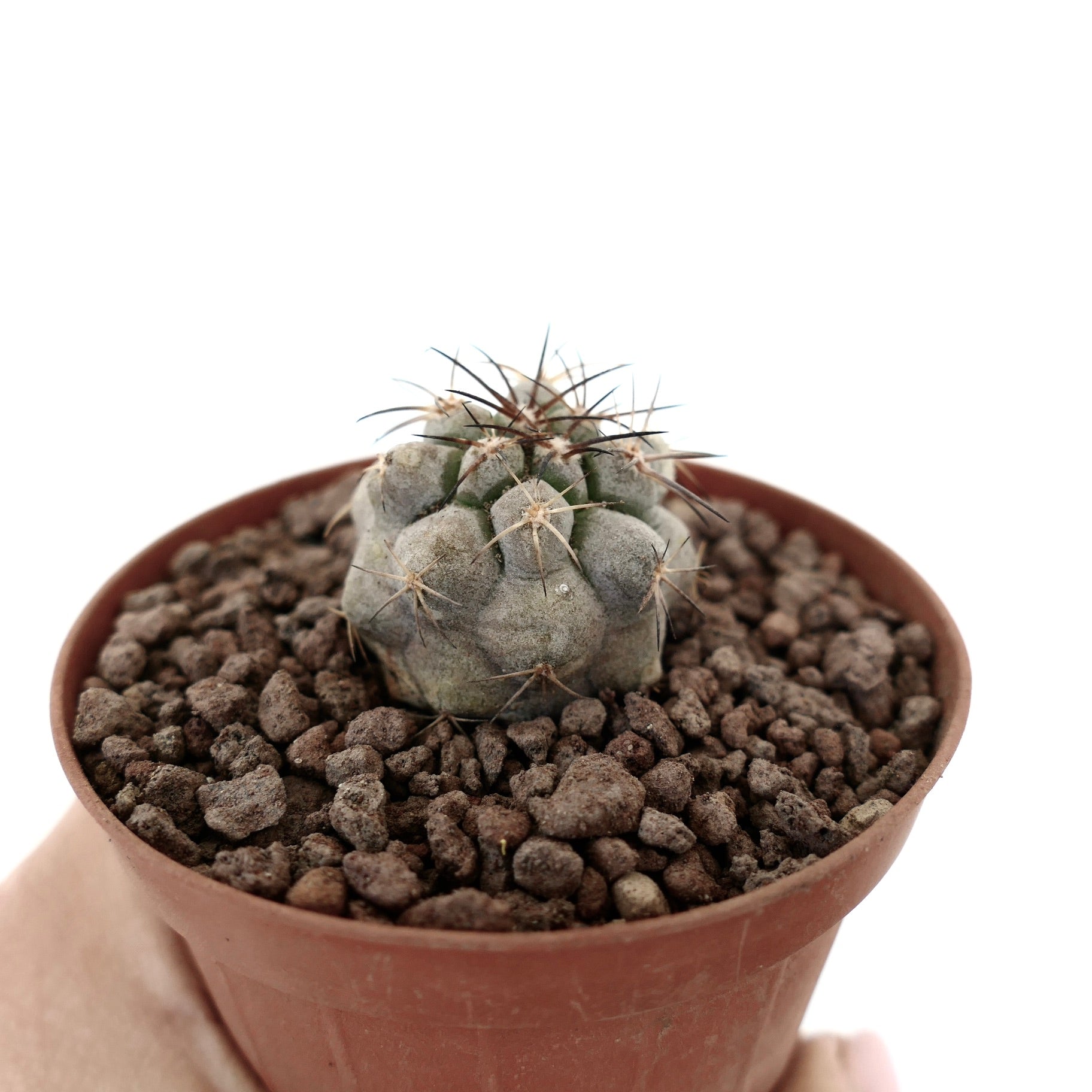 コピアポア・シネレア 小型の灰色サボテン、長い濃い棘があり、茶色の鉢に入った多肉植物