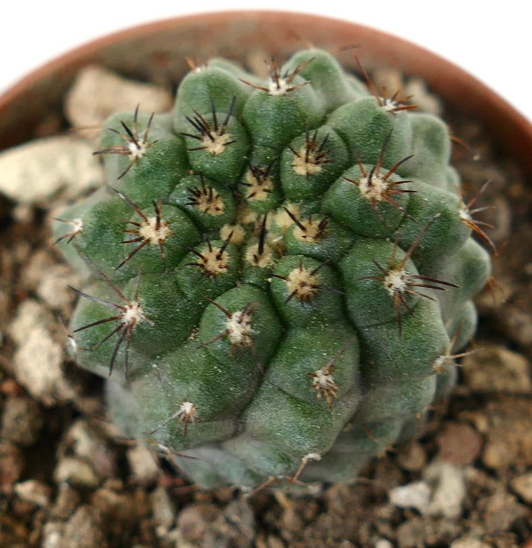Copiapoa cinerea, cactus succulento con spine corte e scure e tubercoli arrotondati, in vaso
