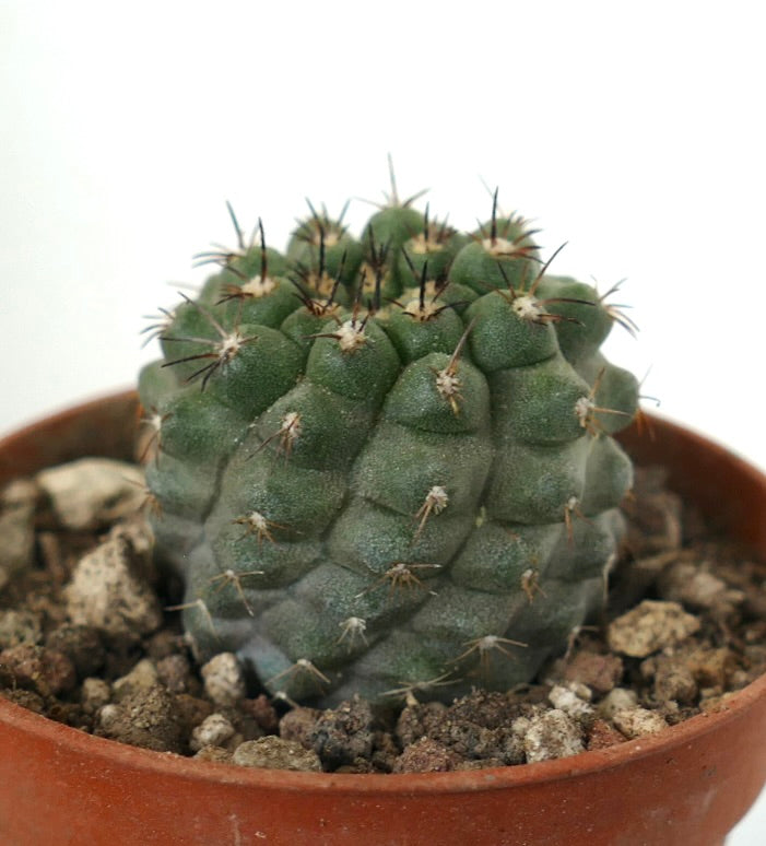 Copiapoa cinerea, cactus succulento con spine corte e scure, in vaso di terracotta