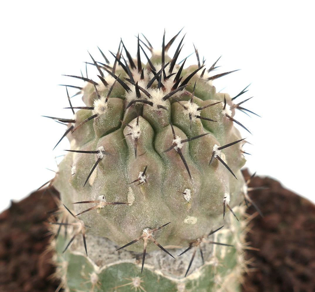 Copiapoa cinerea TALTAL GREY FORM