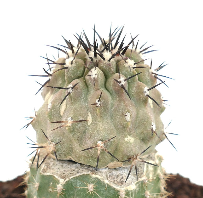 Copiapoa cinerea TALTAL GREY FORM