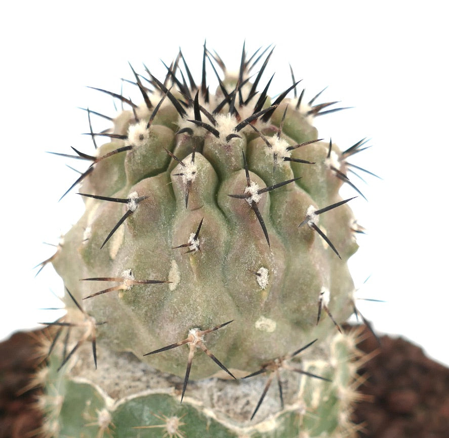 Copiapoa cinerea TALTAL GREY FORM