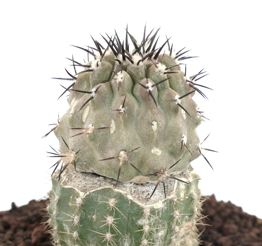 Copiapoa cinerea TALTAL GREY FORM