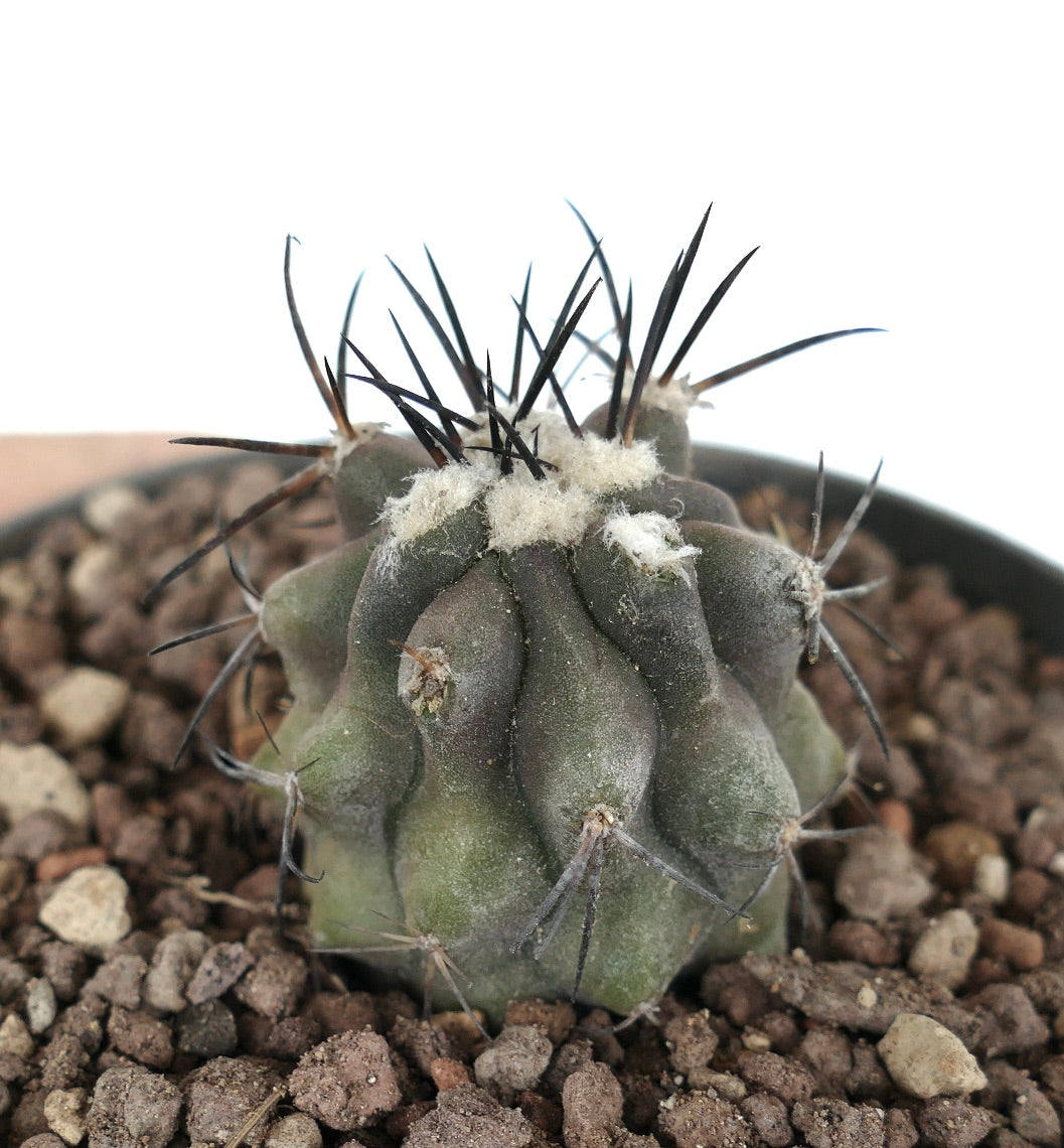 Copiapoa cinerea TALTAL PZ13