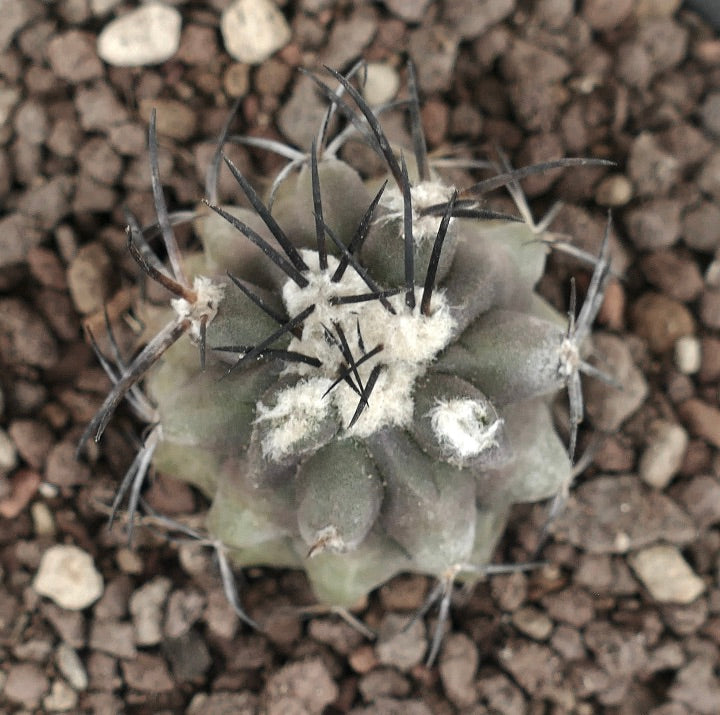 Copiapoa cinerea TALTAL PZ13