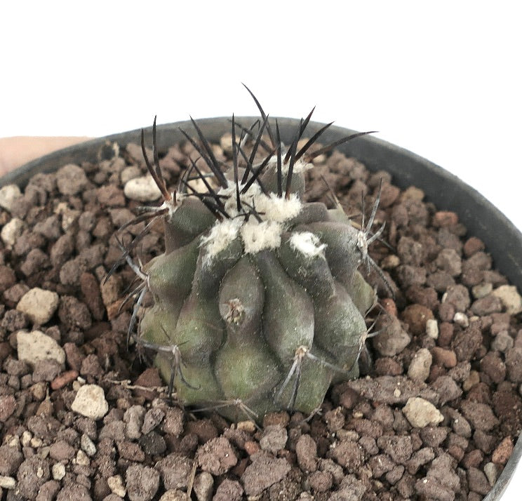 Copiapoa cinerea TALTAL PZ13