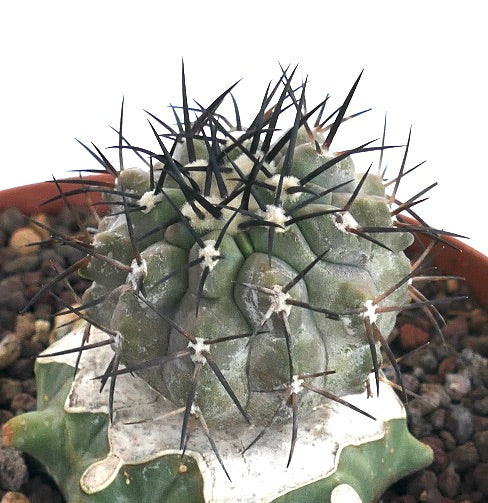 Copiapoa cinerea vetplant cactus met dichte zwarte stekels en een getextureerd grijs-groen lichaam