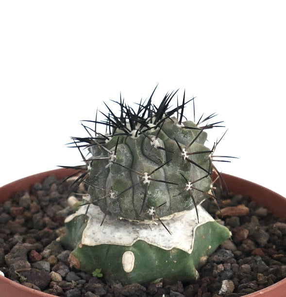 Copiapoa cinerea | Explore This Rare Succulent Plant