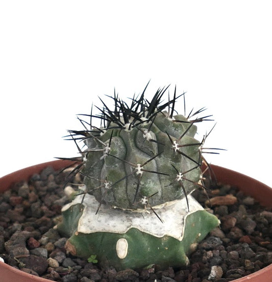 Copiapoa cinerea rare cactus with thick black spines and textured green body in pot