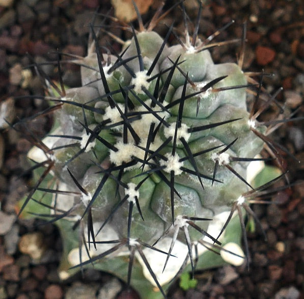 Copiapoa cinerea | Explore This Rare Succulent Plant