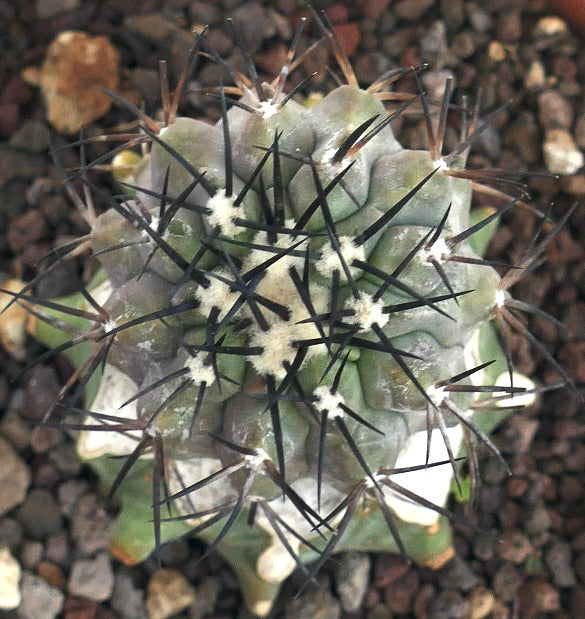 Copiapoa cinerea vetplant cactus met dichte zwarte stekels en grijs-groen lichaam