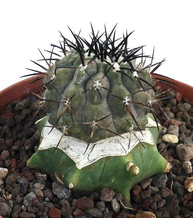 Copiapoa cinerea zeldzame vetplant cactus met dikke zwarte stekels en een gestructureerd grijsgroen lichaam