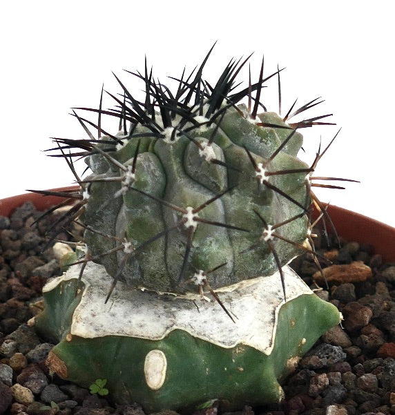 Copiapoa cinerea | Explore This Rare Succulent Plant