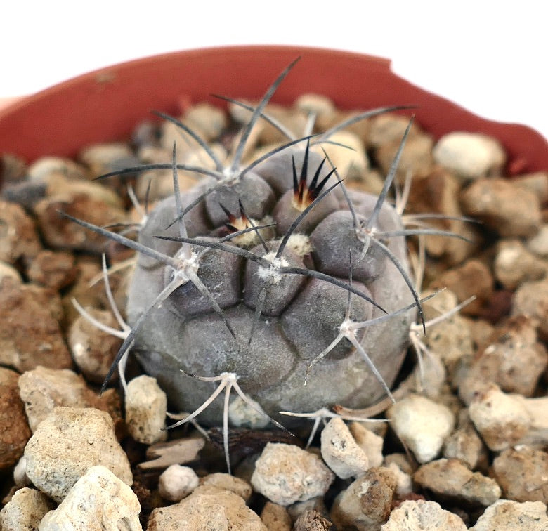 Copiapoa cinerea raro cactus succulento con corpo grigio e lunghe spine scure