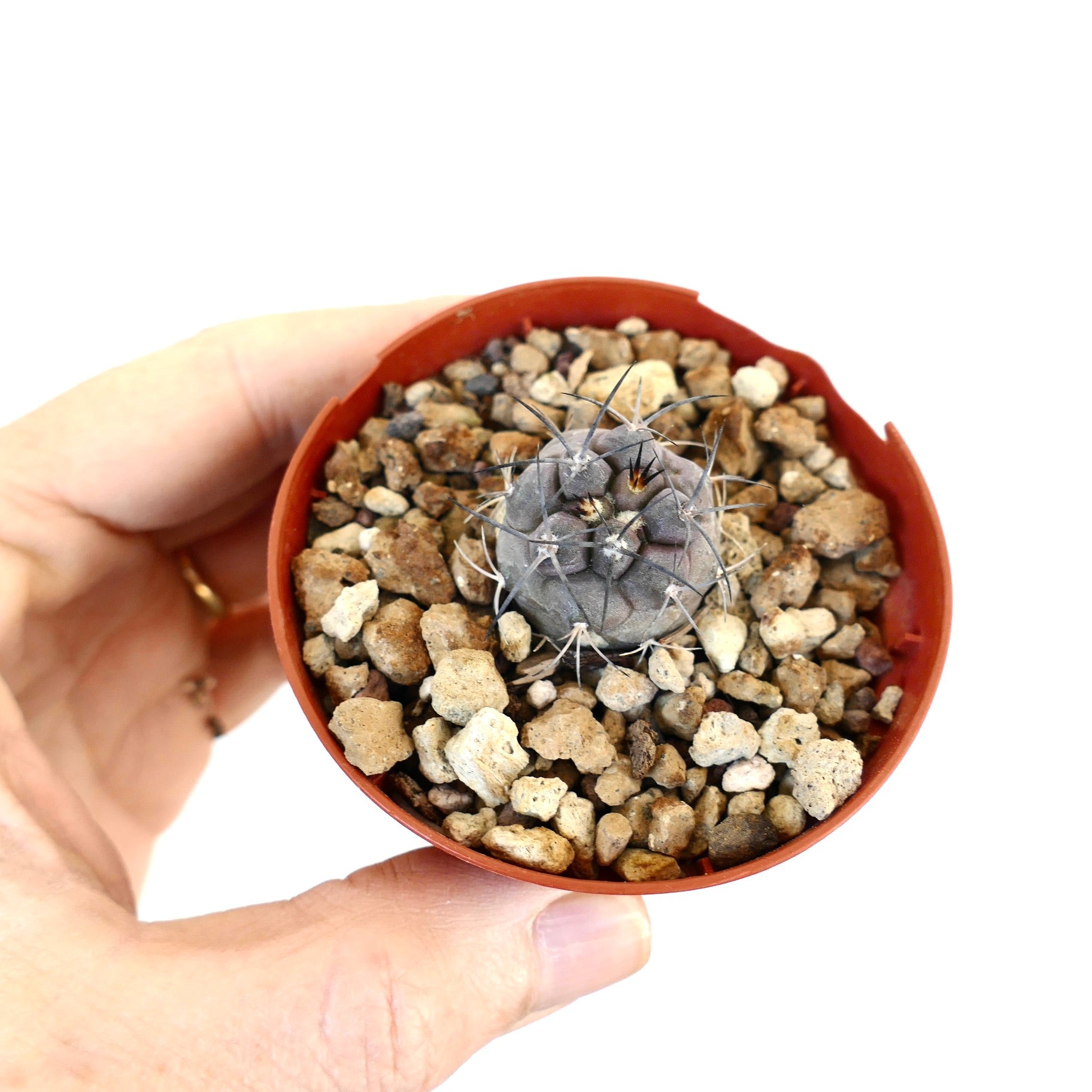 Copiapoa cinerea TALTAL X Copiapoa carrizalensis piccolo cactus grigio con spine lunghe e sottili in vaso