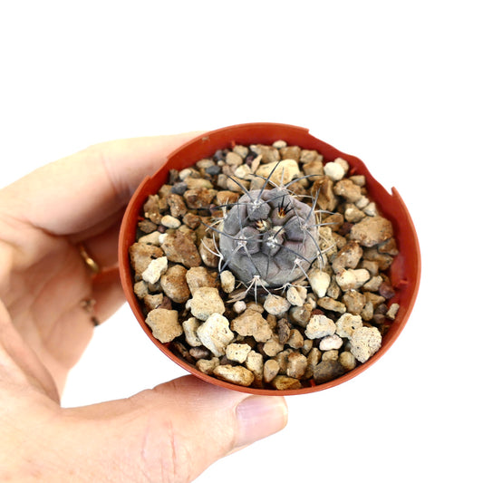 Copiapoa cinerea TALTAL X Copiapoa carrizalensis piccolo cactus grigio con spine lunghe e sottili in vaso