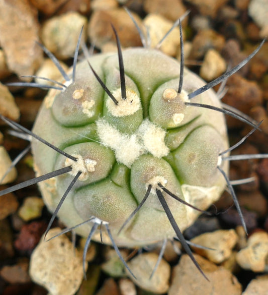 Copiapoa cinerea small round succulent cactus with thick black spines and woolly areoles