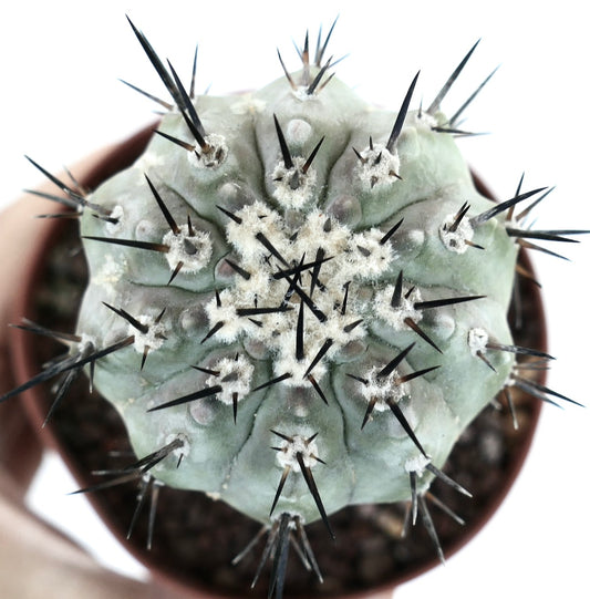 Copiapoa cinerea TALTAL form