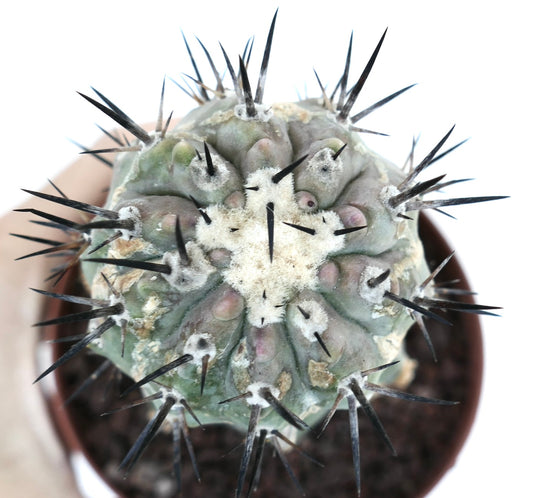 Copiapoa cinerea TALTAL form