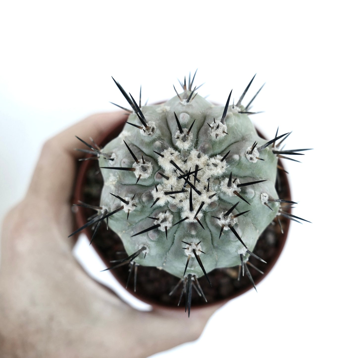 Copiapoa cinerea TALTAL form