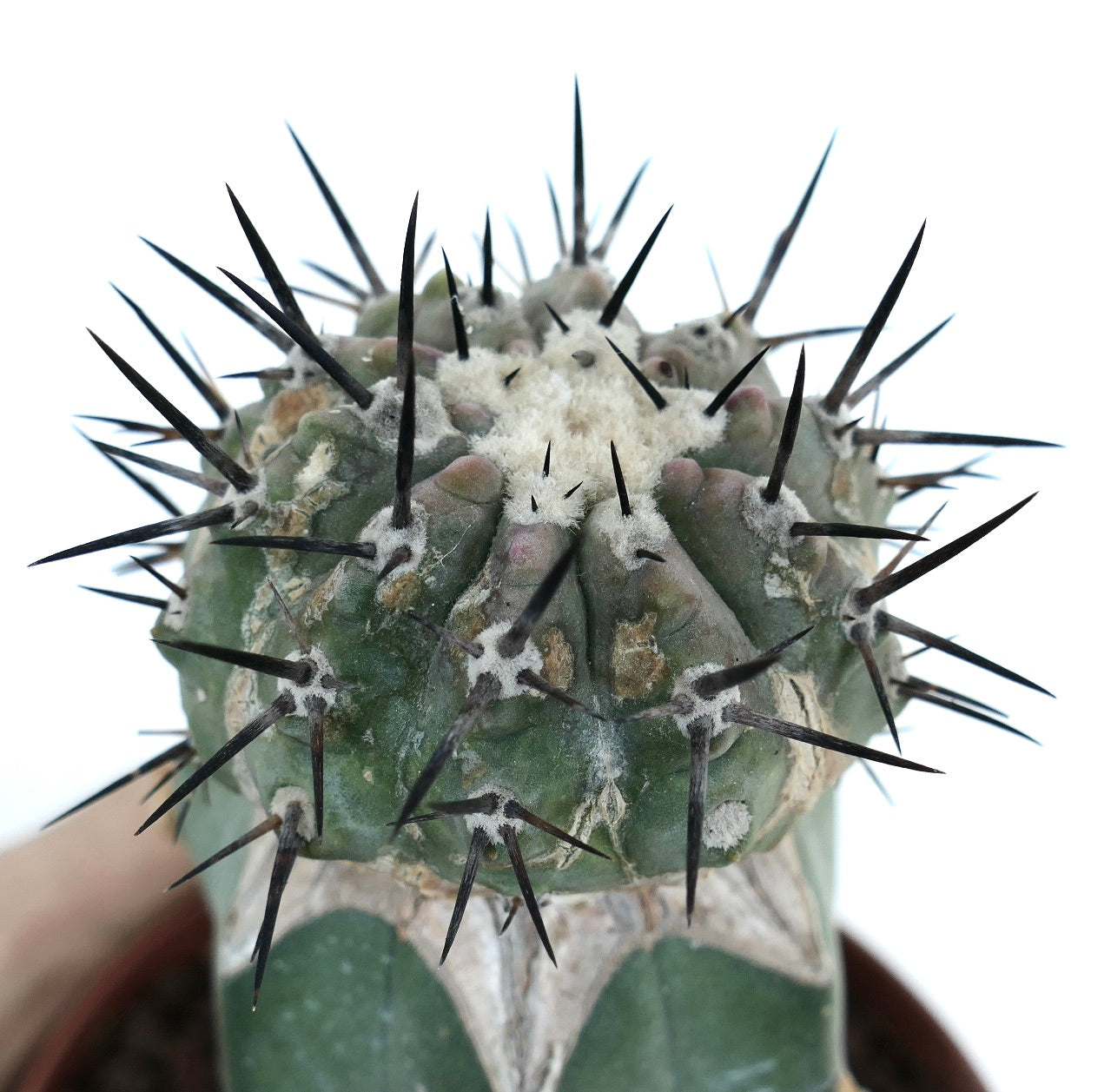 Copiapoa cinerea TALTAL form