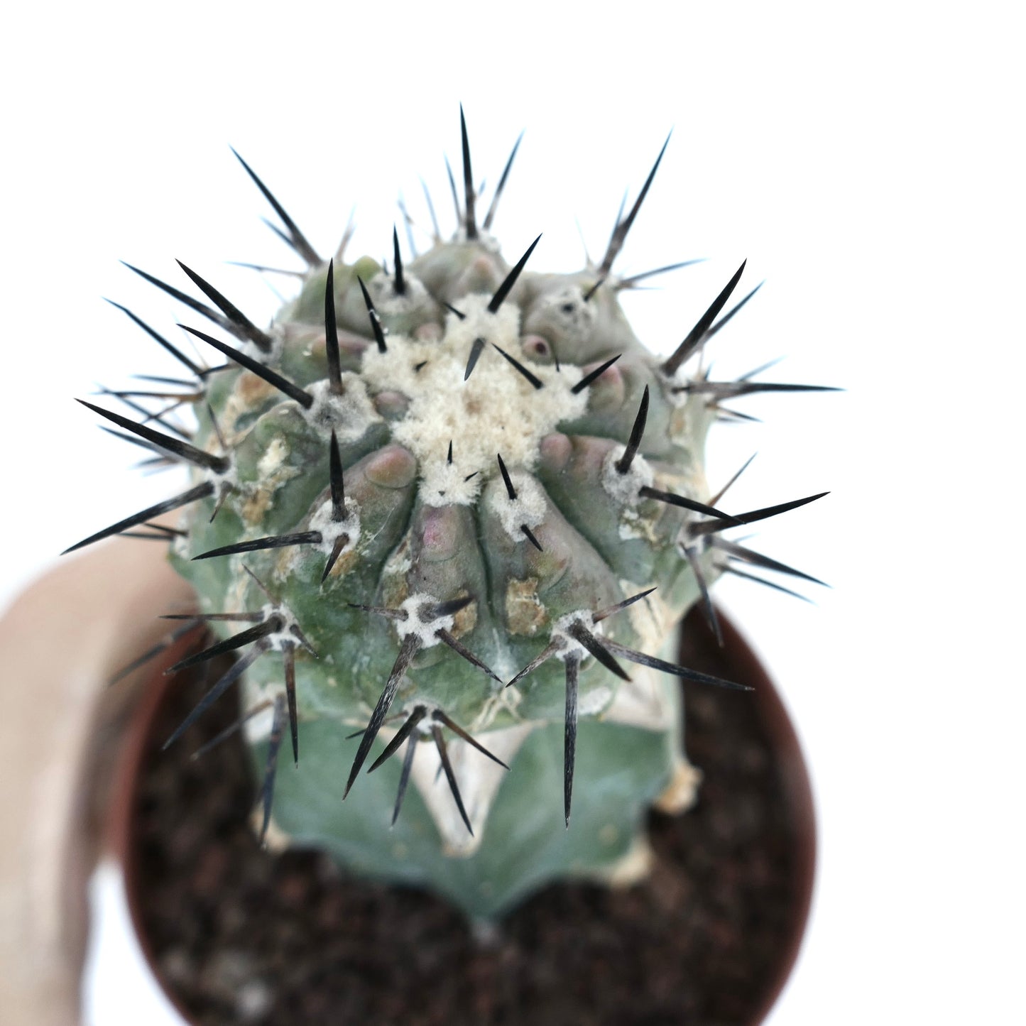 Copiapoa cinerea TALTAL form