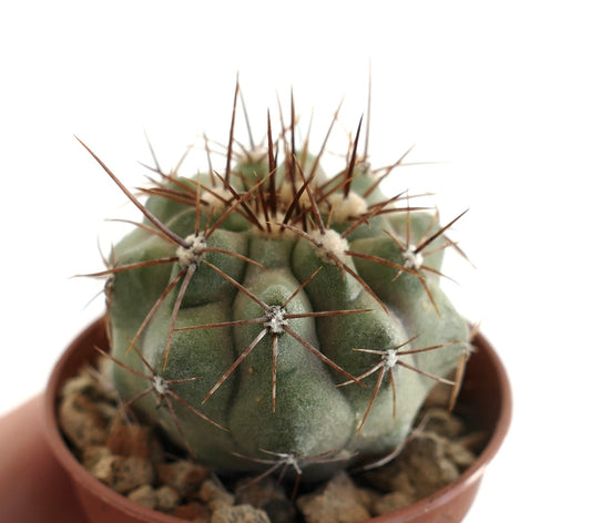 Copiapoa cinerea Taltal x Copiapoa gigantea – Globular cactus with grey-green ribs, woolly areoles and clusters of long brown spines, grown in a terracotta pot with rocky substrate, ideal for Copiapoa collectors.