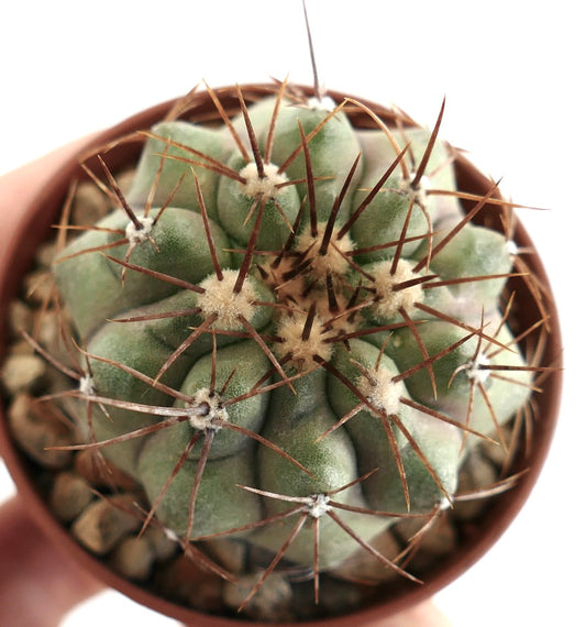 Copiapoa cinerea Taltal x Copiapoa gigantea – Top view of hybrid cactus showing ribbed body and dense spine clusters, cultivated in a clay pot with mineral soil, perfect for rare cactus enthusiasts.