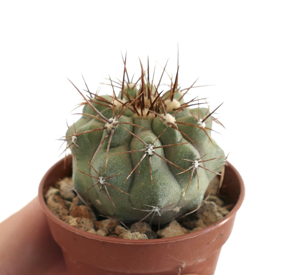 Copiapoa cinerea Taltal x Copiapoa gigantea – Side view of compact cactus with segmented ribs and long sharp spines, displayed in a terracotta pot with gravel mix, a desirable Copiapoa hybrid for collectors.