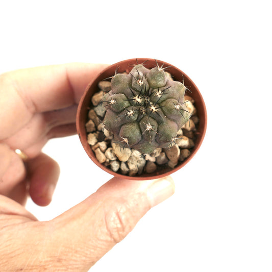 Copiapoa cinerea small succulent cactus with dark spines in a terracotta pot held by hand