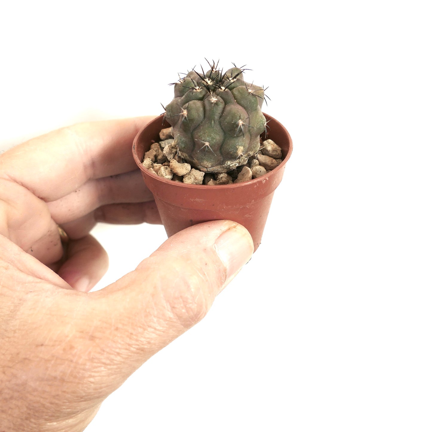 Copiapoa cinerea kleiner seltener Sukkulenten-Kaktus mit dunklen Dornen in einem winzigen Topf, handgehalten