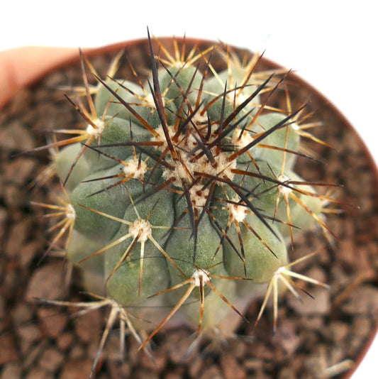 Copiapoa cinerea small succulent cactus with thin brown and yellow spines in pot