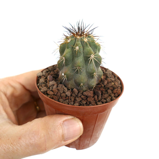 Copiapoa cinerea small succulent cactus with thin brown spines in terracotta pot