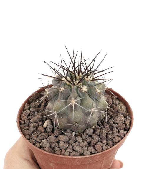 Copiapoa cinerea succulent cactus with gray body and long sharp dark spines in pot