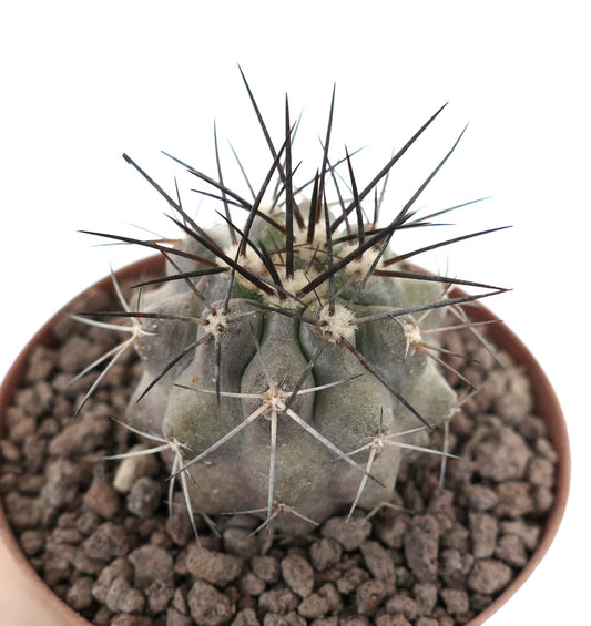 Copiapoa cinerea succulent cactus with thick gray body and long sharp spines in pot