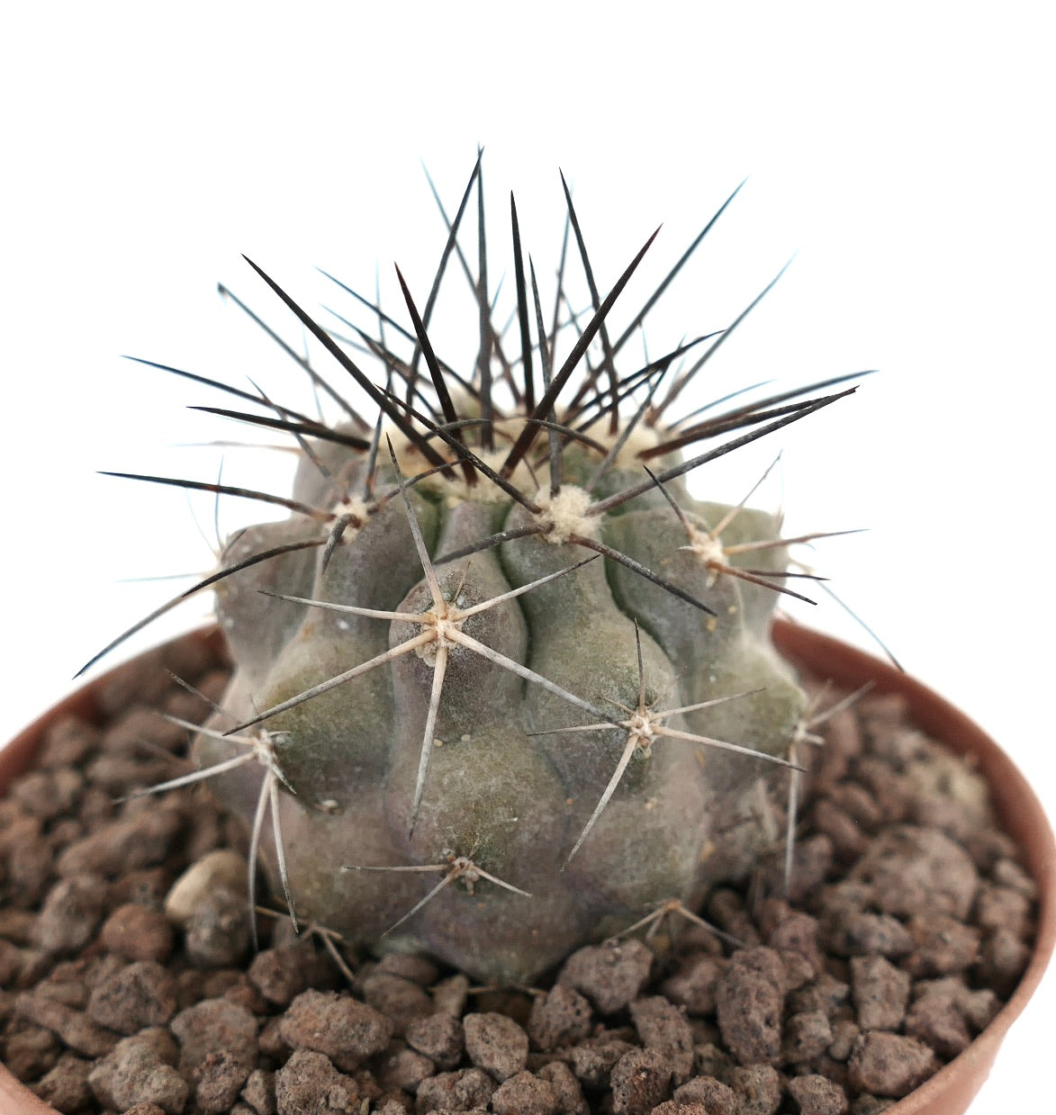 Copiapoa cinerea succulent cactus with grayish body and long sharp spines in pot
