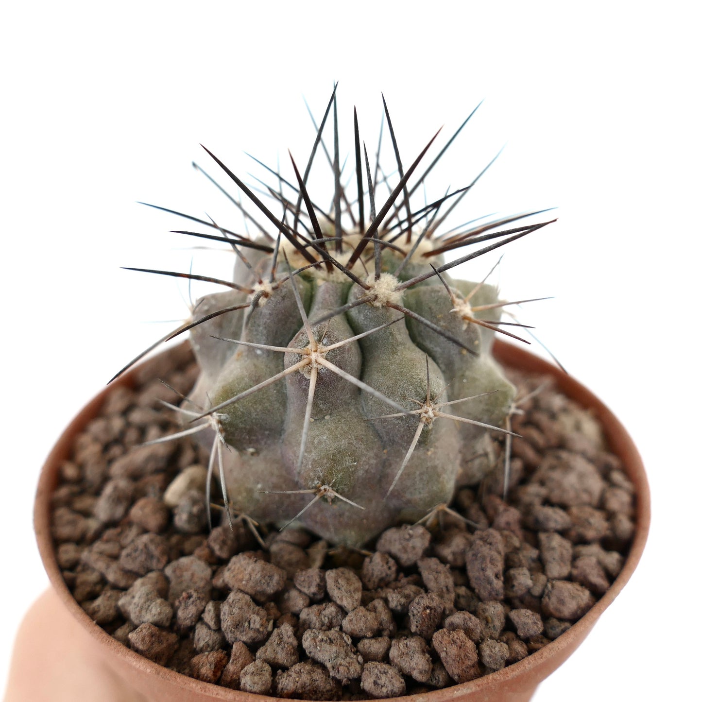 Copiapoa cinerea small succulent cactus with gray body and long sharp spines in pot